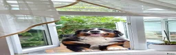 Bernese Mountain Dog dogs for stud: Stud Dog - Bernese Mountain Dog (KC registered) - Advert 2
