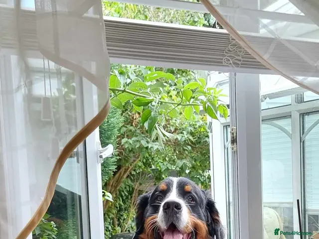 Bernese Mountain Dog dogs for stud: Stud Dog - Bernese Mountain Dog (KC registered) - Advert 2