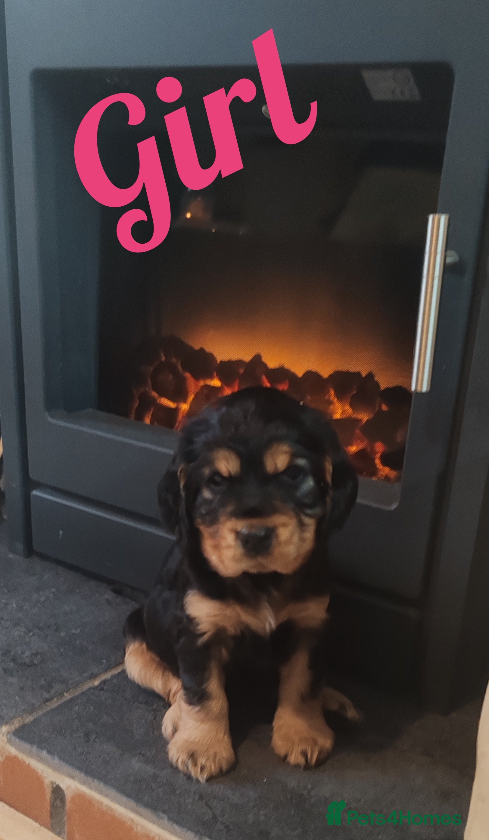 Cocker Spaniel dogs Show Cocker spaniel puppy's  - Advert 4