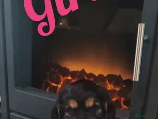 Cocker Spaniel dogs Show Cocker spaniel puppy's - Advert 2