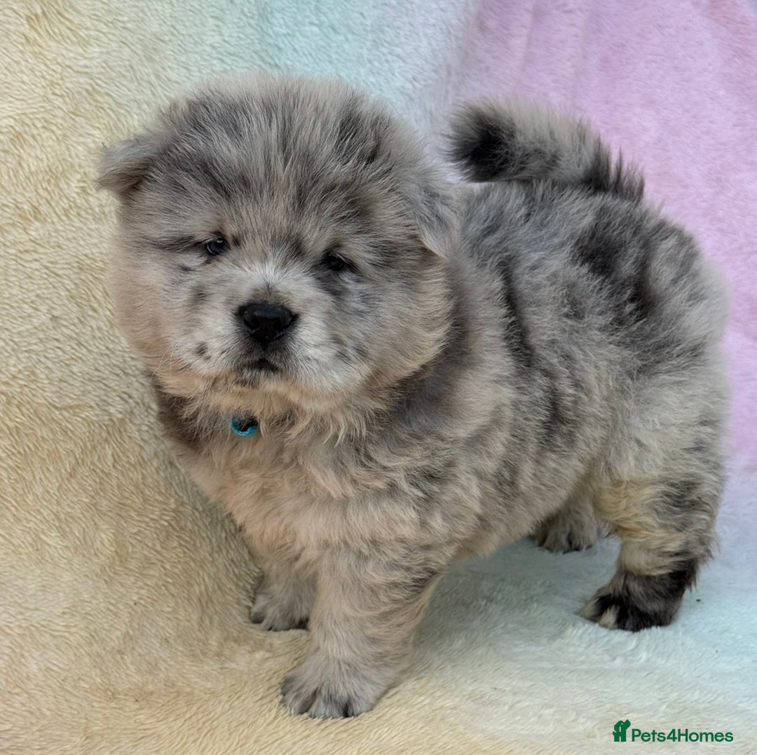 Chow Chow dogs for sale: American Blood Line Chow Chow Puppies  - Advert 4