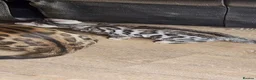 Bengal cats for sale: Firestorm Vespa's 1st litter pedigree kittens - Advert 13
