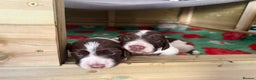 Sprocker dogs for sale: Exceptional F1B Sprocker Puppies - Advert 1
