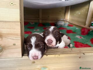 Sprocker dogs Exceptional F1B Sprocker Puppies - Advert 1