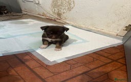 Mixed Breed dogs for sale: Puppies  - Image 9