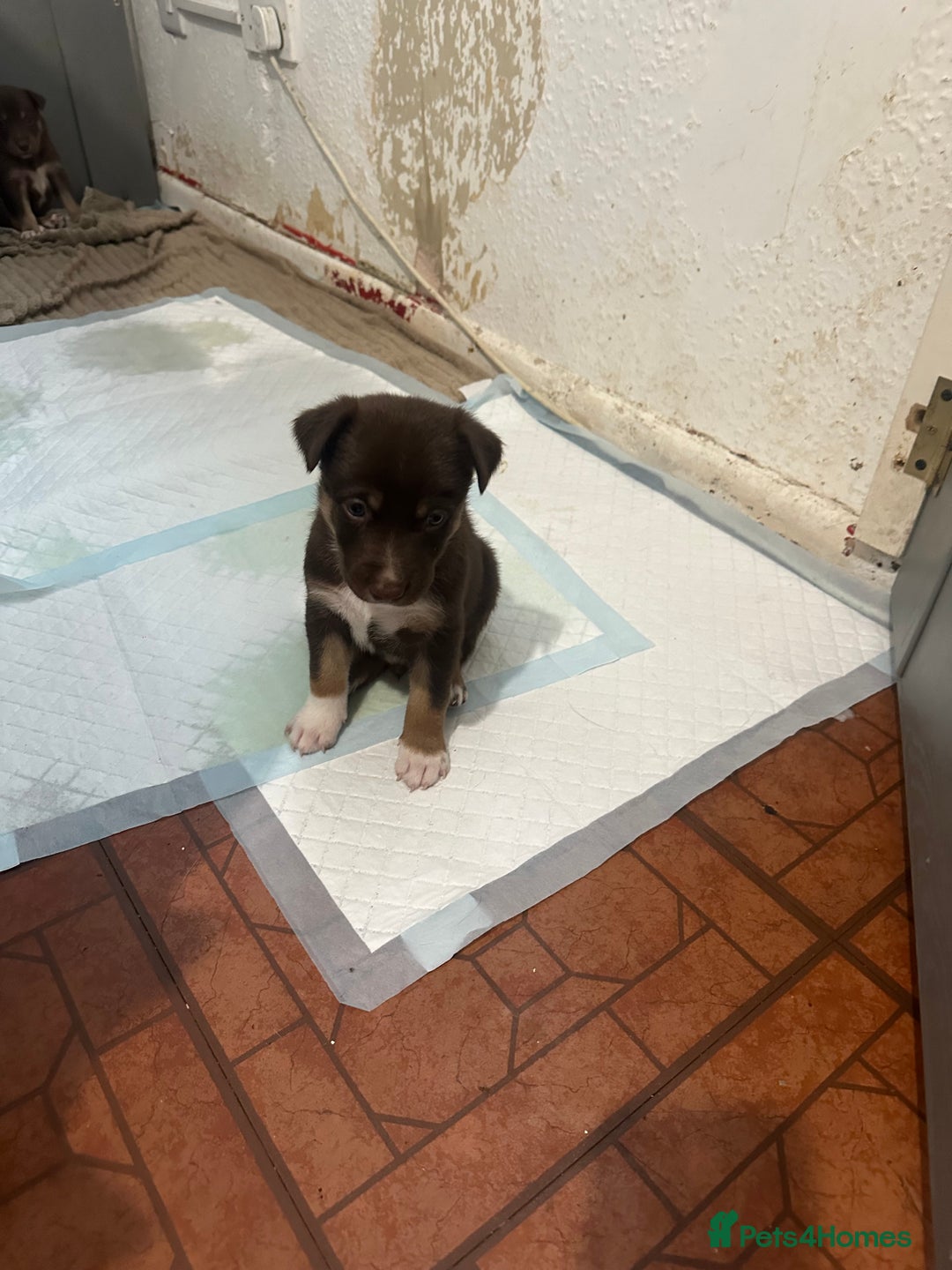 Mixed Breed dogs for sale: Puppies  - Image 9