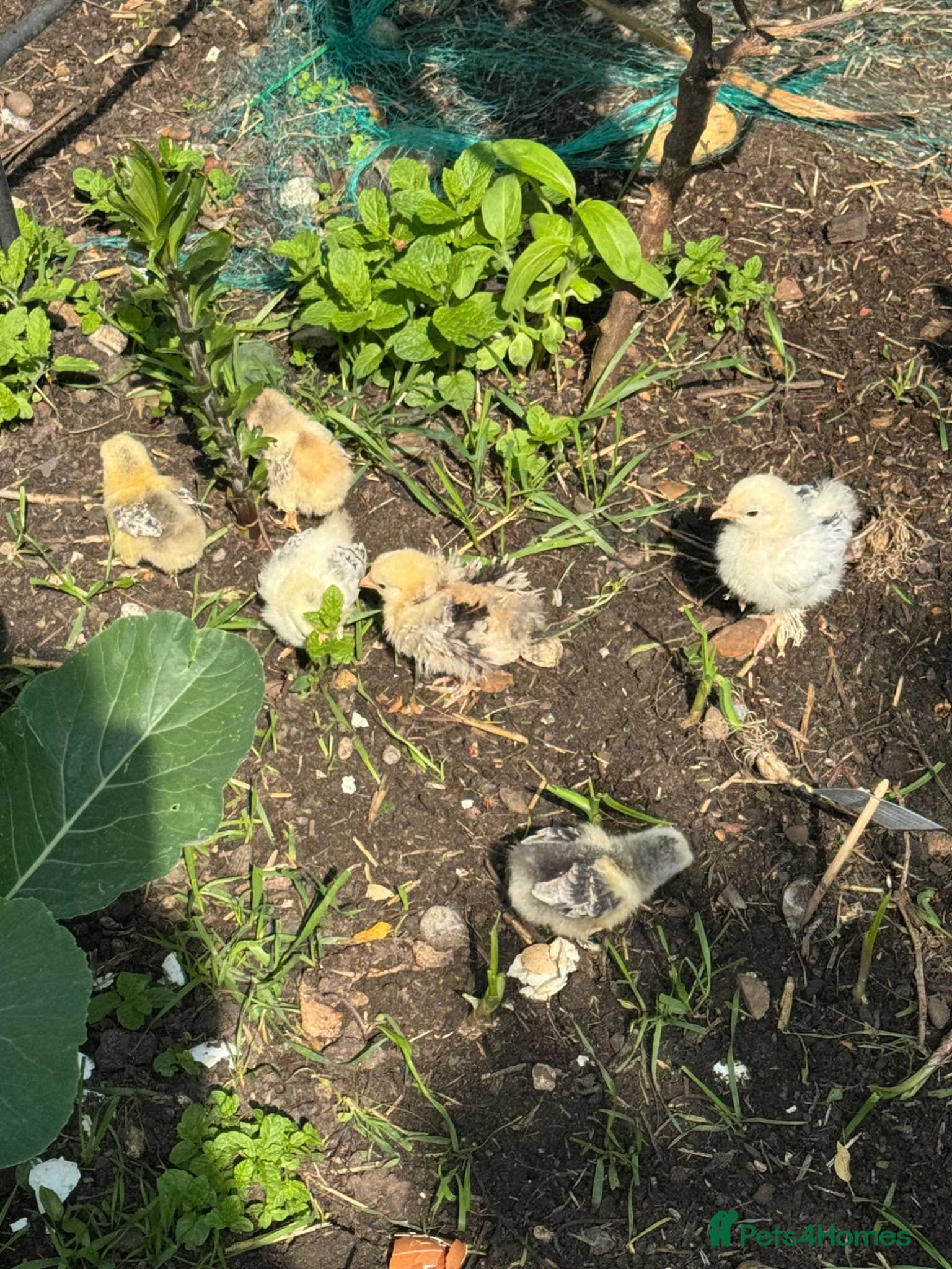 Chickens poultry Chicks - Advert 17
