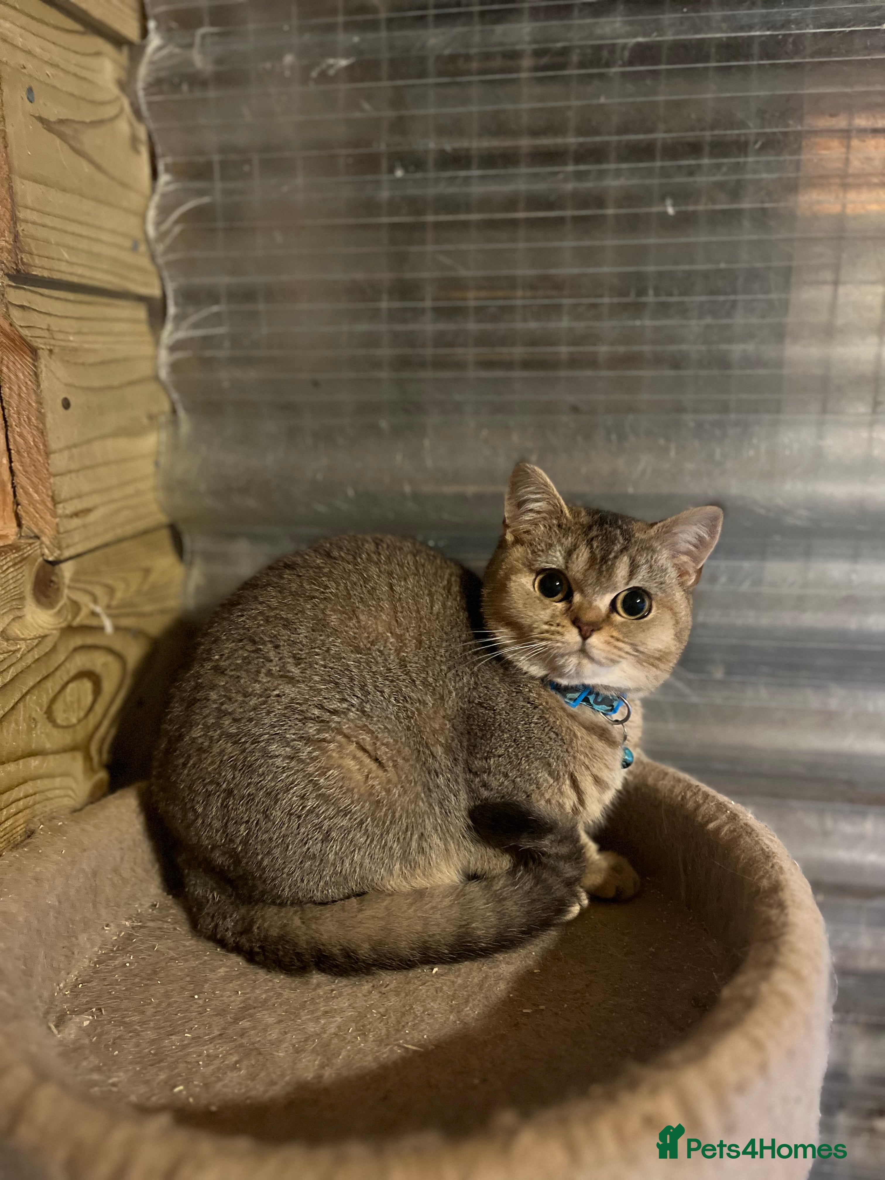 British Shorthair cats Gorgeous female British shorthair kitten  - Advert 6