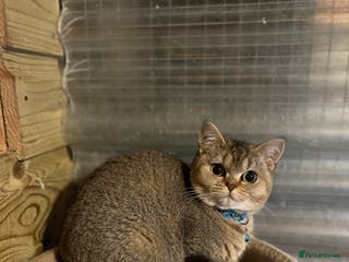 British Shorthair cats Gorgeous female British shorthair kitten - Advert 11