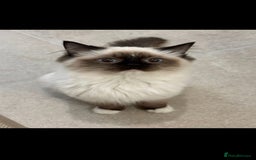 Ragdoll cats for sale: TICA REGISTERED RAGDOLL'S CHAMPION LINES. - Image 11