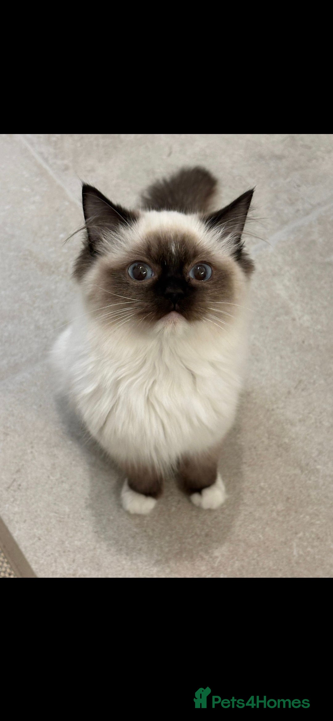 Ragdoll cats for sale: TICA REGISTERED RAGDOLL'S CHAMPION LINES. - Image 11
