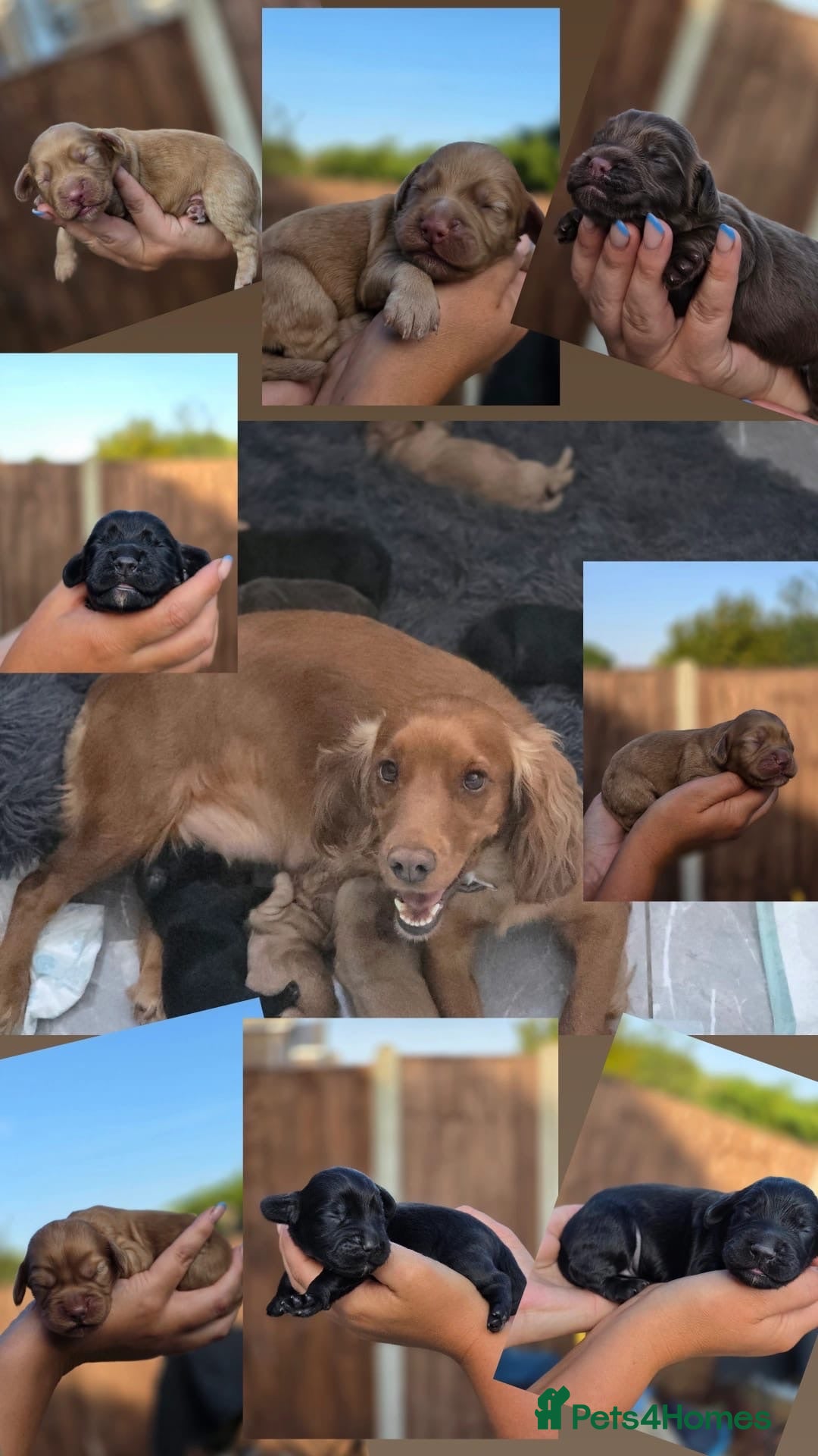 Cocker Spaniel dogs KC REG WORKING COCKER SPANIELS  - Advert 2