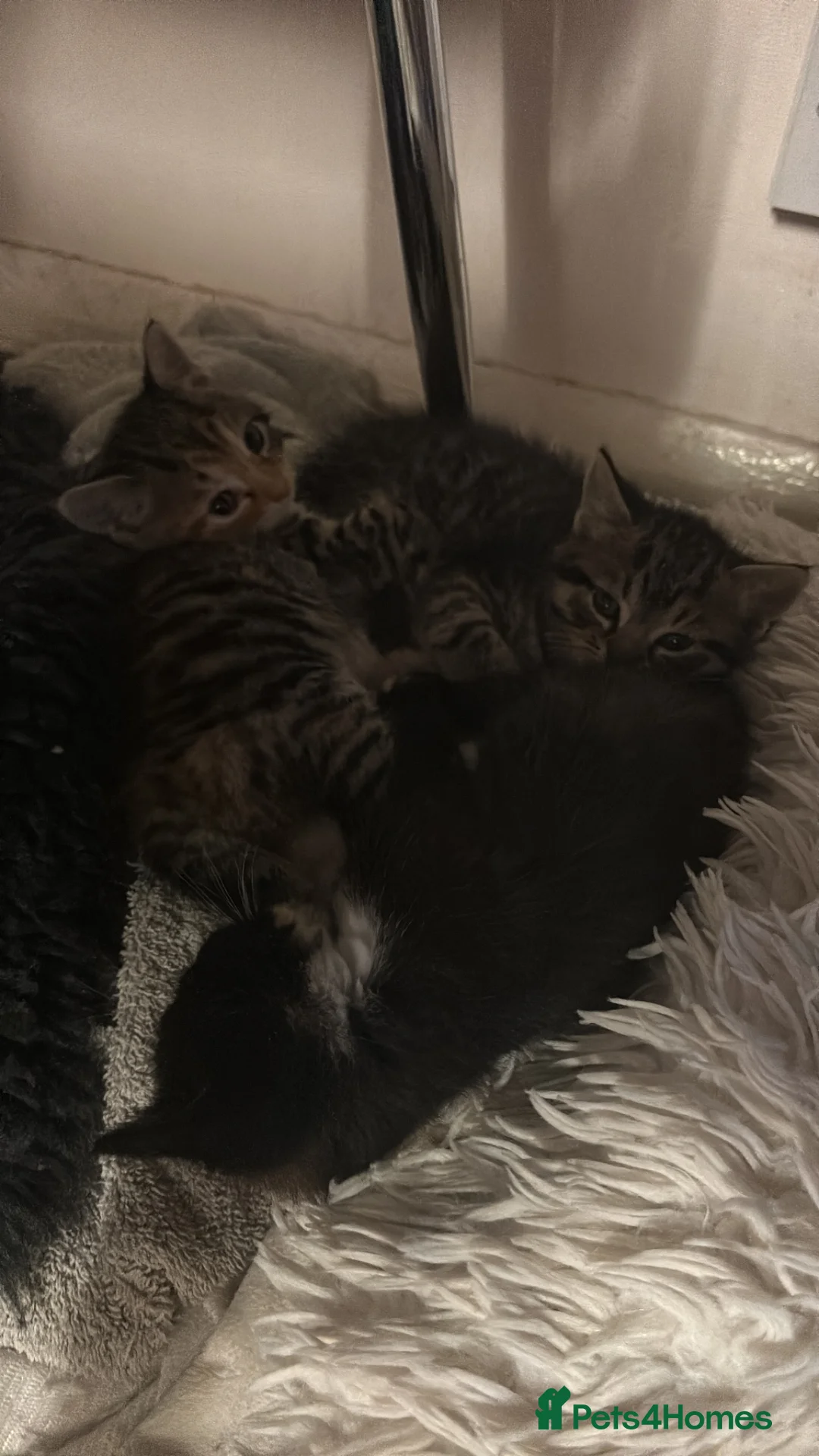 Mixed Breed cats for sale: Adorable mixed kittens for sale in Ashford - Advert 2
