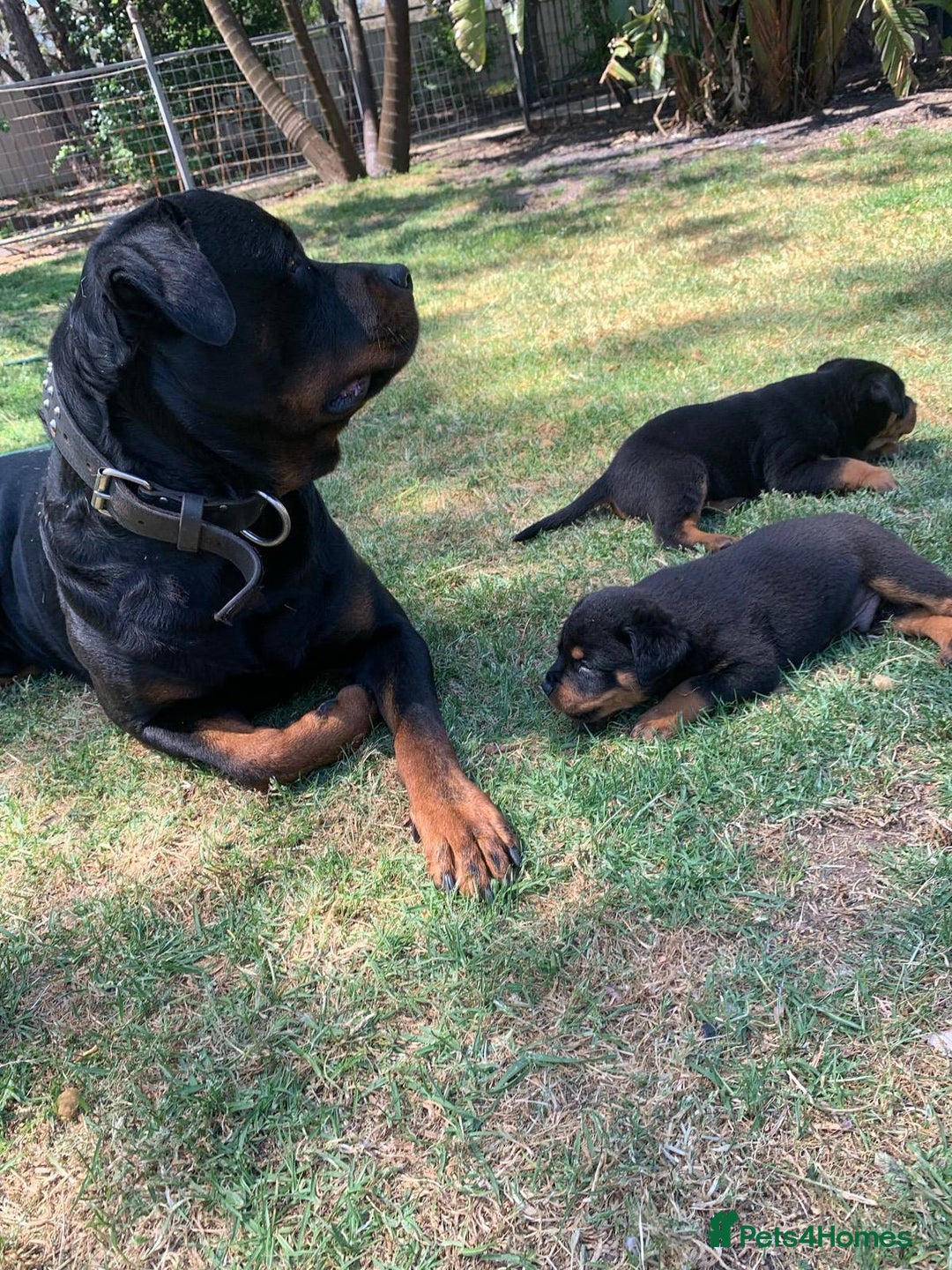 Rottweiler dogs for sale: Rottweiler Puppies for Sale - Advert 5