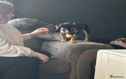 Jack Russell dogs for sale: 1 8 month old Jack Russell for sale - Image 4