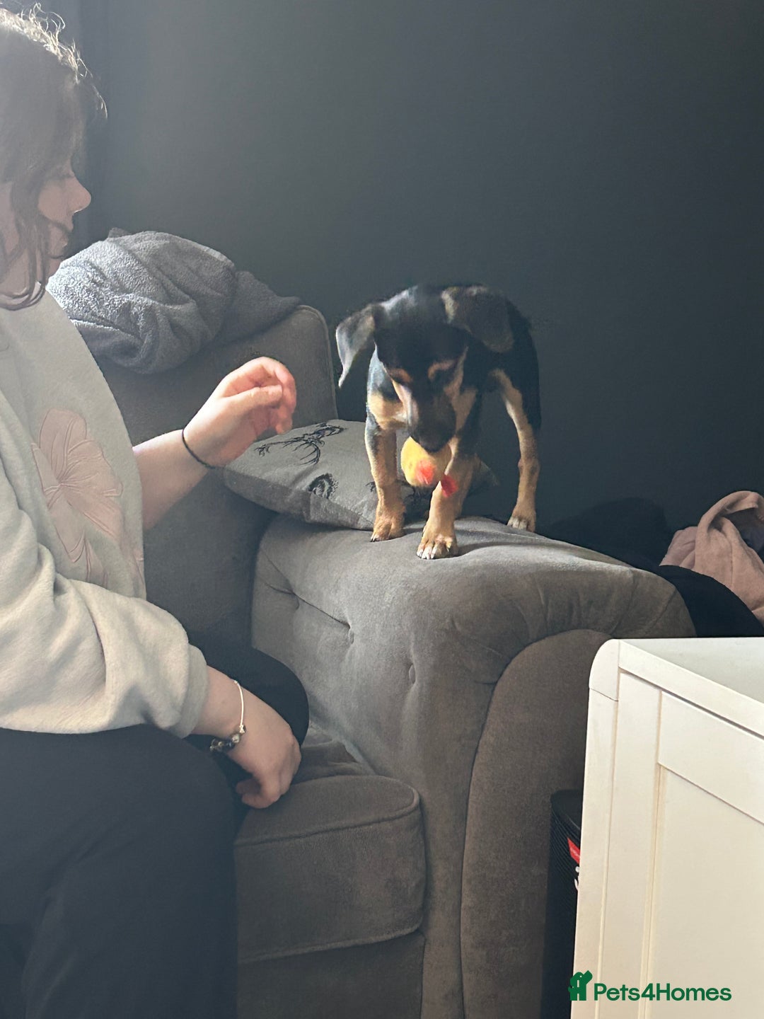 Jack Russell dogs for sale: 1 8 month old Jack Russell for sale - Image 4