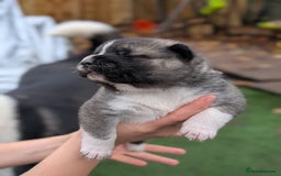 Akita dogs for sale: Akita Puppies - Advert 10