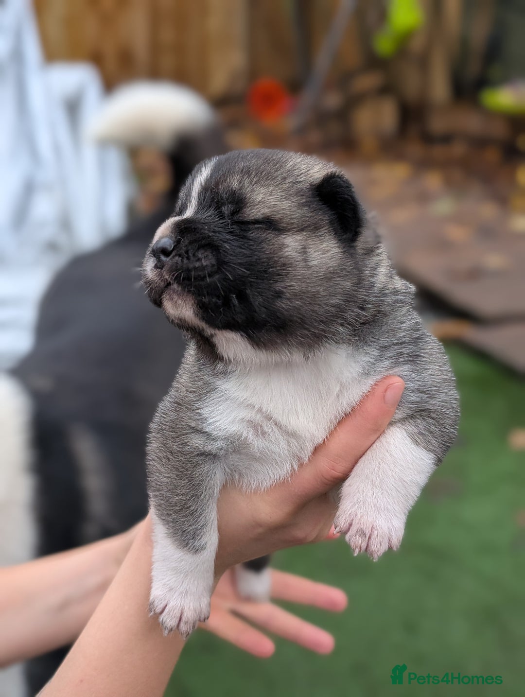 Akita dogs for sale: Akita Puppies - Advert 10