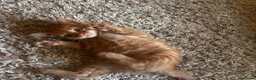 Mixed Breed cats for sale: Beautiful ginger kittens! in Chesterfield - Advert 13