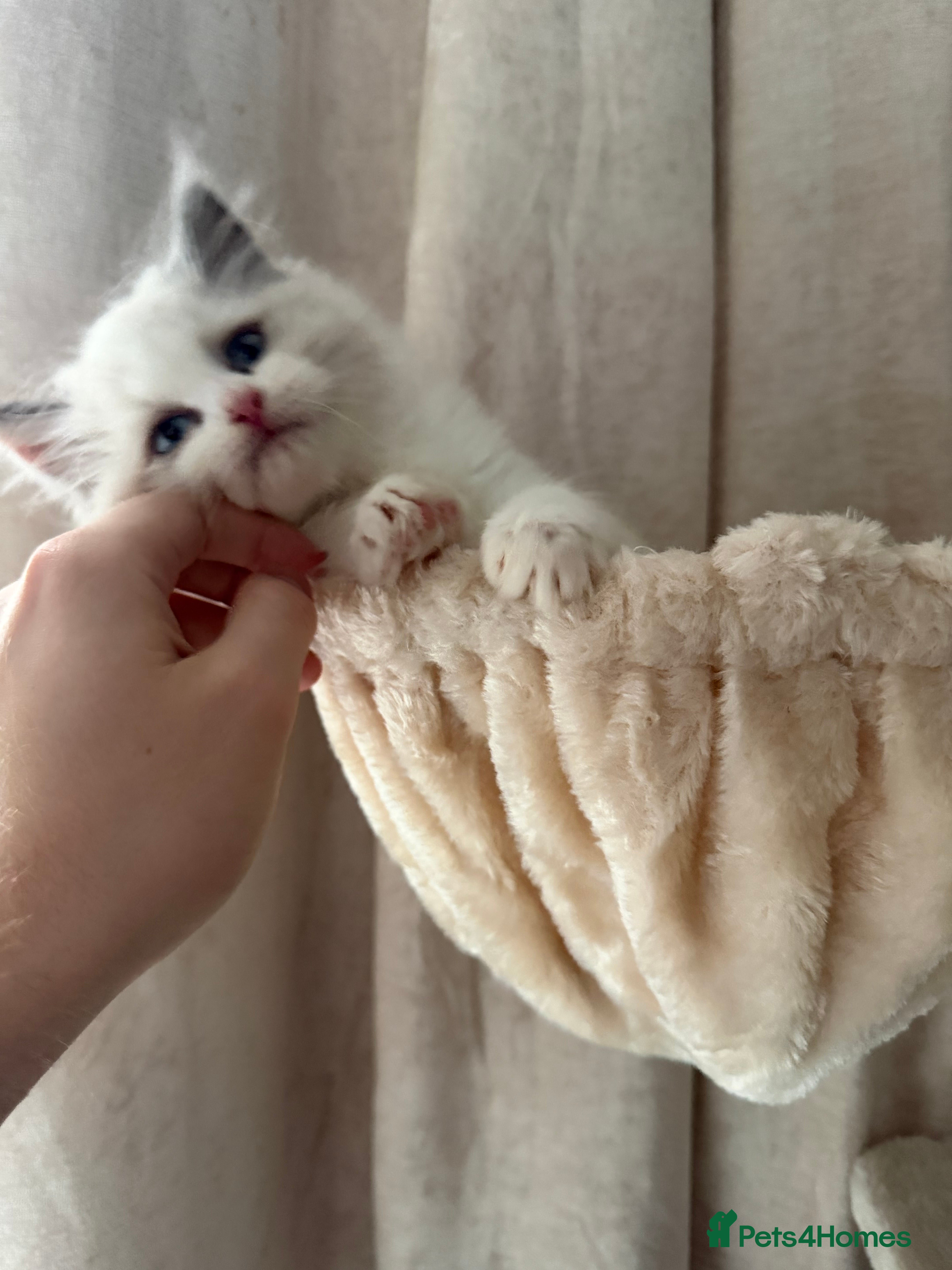 Ragdoll cats Adorable Blue & White European BiColour - Advert 1