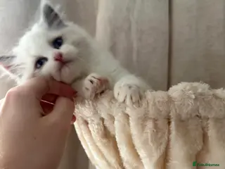 Ragdoll cats Adorable Blue & White European BiColour - Advert 1