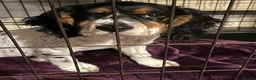 Cocker Spaniel dogs for sale: Puppy cocker spaniel  in Bromley - Advert 1