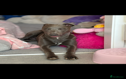 Mixed Breed dogs for sale: Handsome grey Lurcher 9 month old   - Image 6