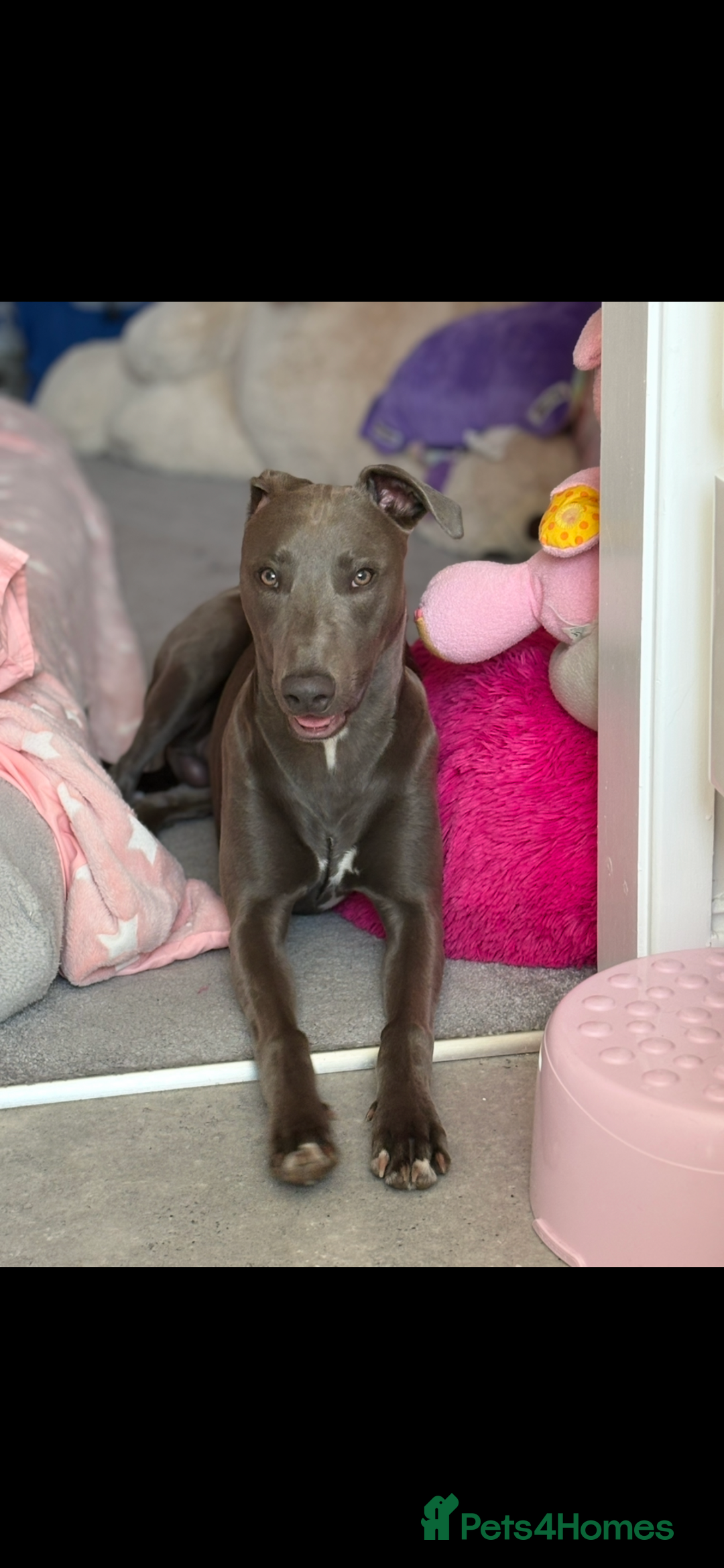 Mixed Breed dogs for sale: Handsome grey Lurcher 9 month old   - Image 6