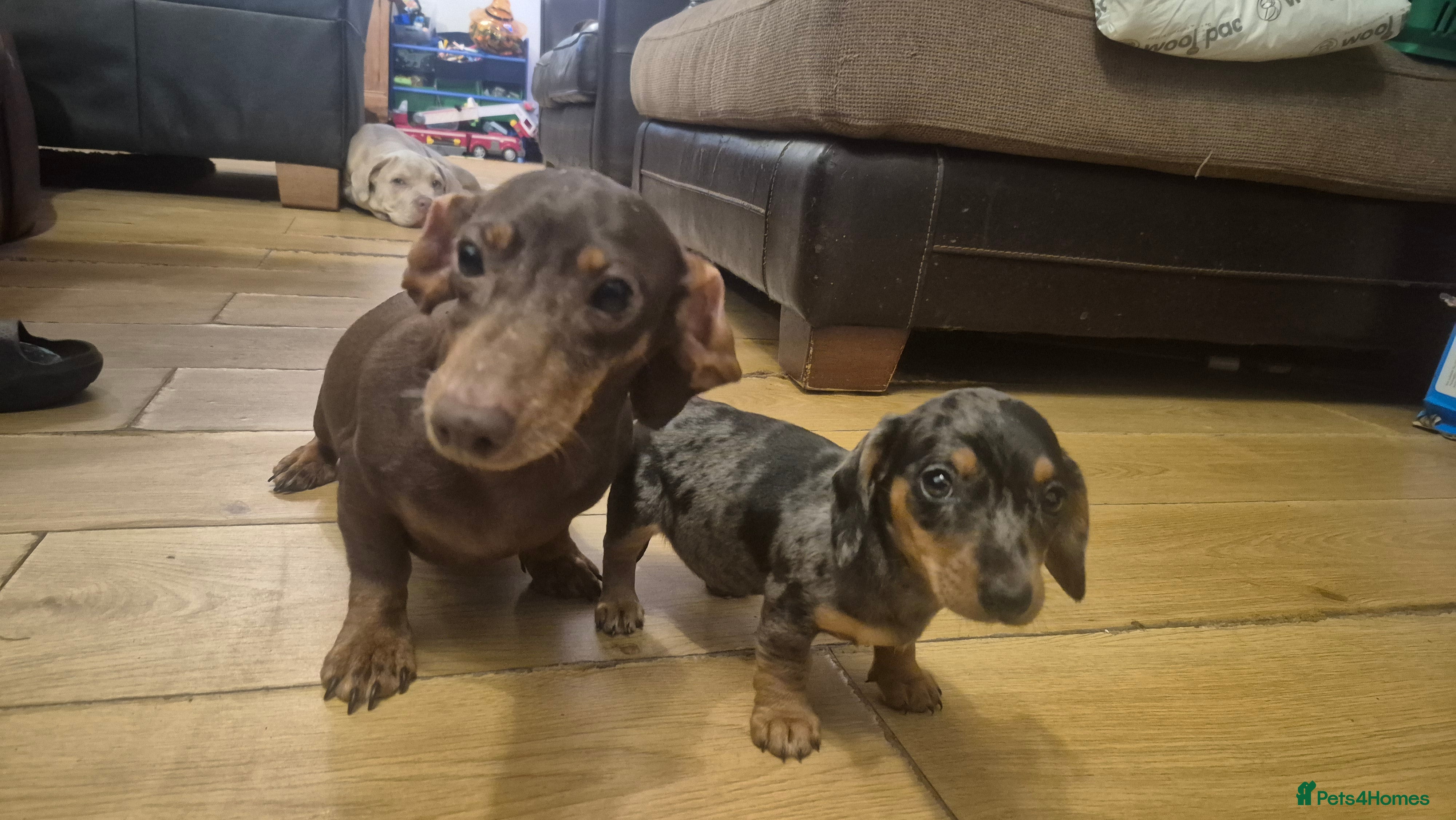 Miniature Dachshund dogs Silver dapple miniature dachshund puppy - Advert 1