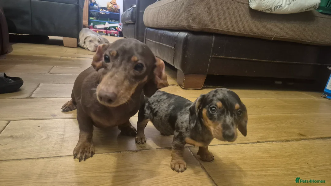 Miniature Dachshund dogs for sale: Silver dapple miniature dachshund puppy - Advert 1