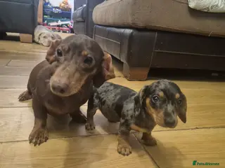 Miniature Dachshund dogs Silver dapple miniature dachshund puppy - Advert 1
