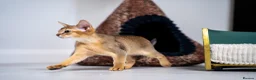 Abyssinian cats for sale: Caspian Boy - elegant, unique champion line🥇 - Advert 10