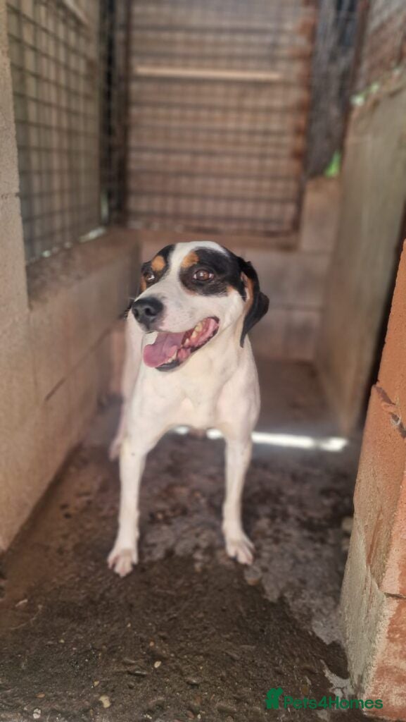 Mixed Breed dogs Curro - Advert 1