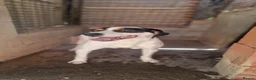 Mixed Breed dogs for adoption: Curro in Alfreton - Advert 1