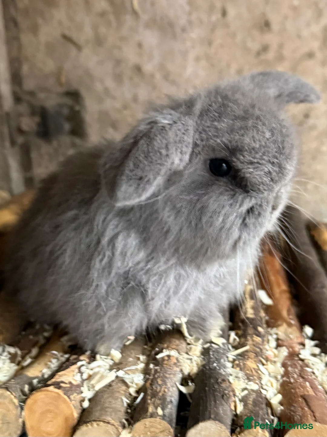 Mini Lop rabbits for sale: Exceptional BRC mini lops  - Advert 8