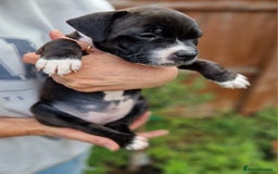 Staffordshire Bull Terrier dogs for sale: KC Reg Staffy Pups – Beautiful Chunky Puppys - Image 18