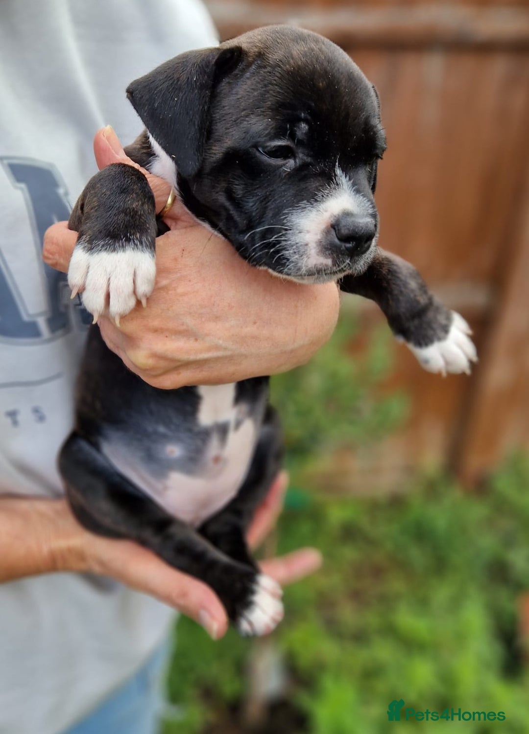Staffordshire Bull Terrier dogs for sale: KC Reg Staffy Pups – Beautiful Chunky Puppys - Image 18