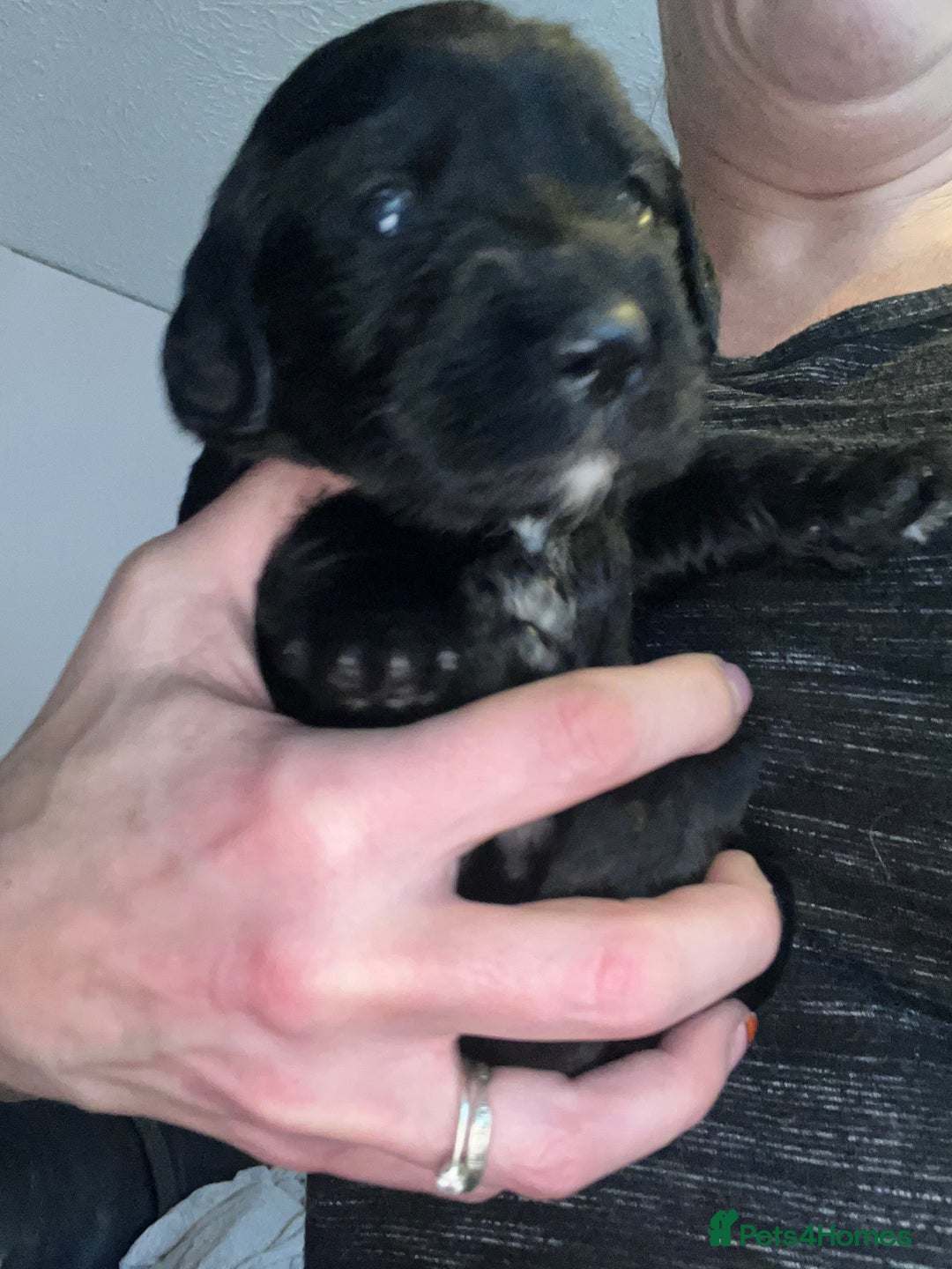Mixed Breed dogs for sale: 9 BEAUTIFUL CHUNKY LABRADOR/COCKAPOO  - Image 13
