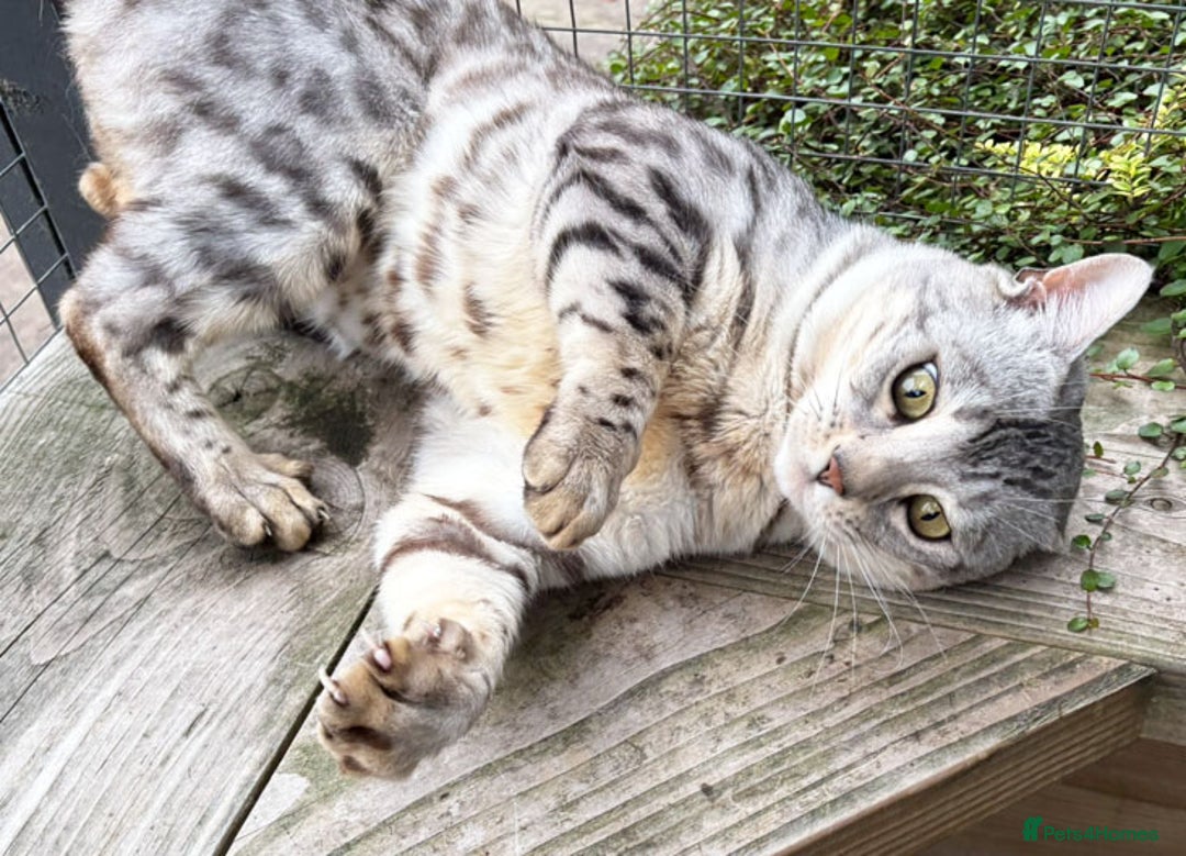Bengal cats for sale: Outstanding ACTIVE Silver rosetted Bengal boy  - Advert 6