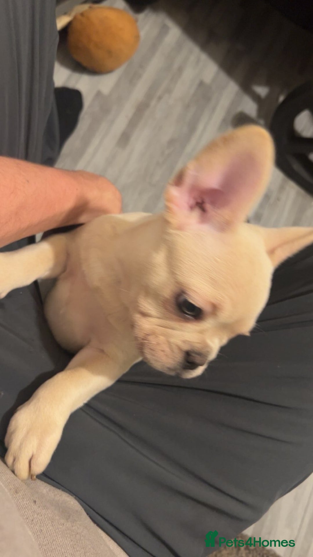 French Bulldog dogs for sale: French bulldog pups available (Reduced) - Advert 30
