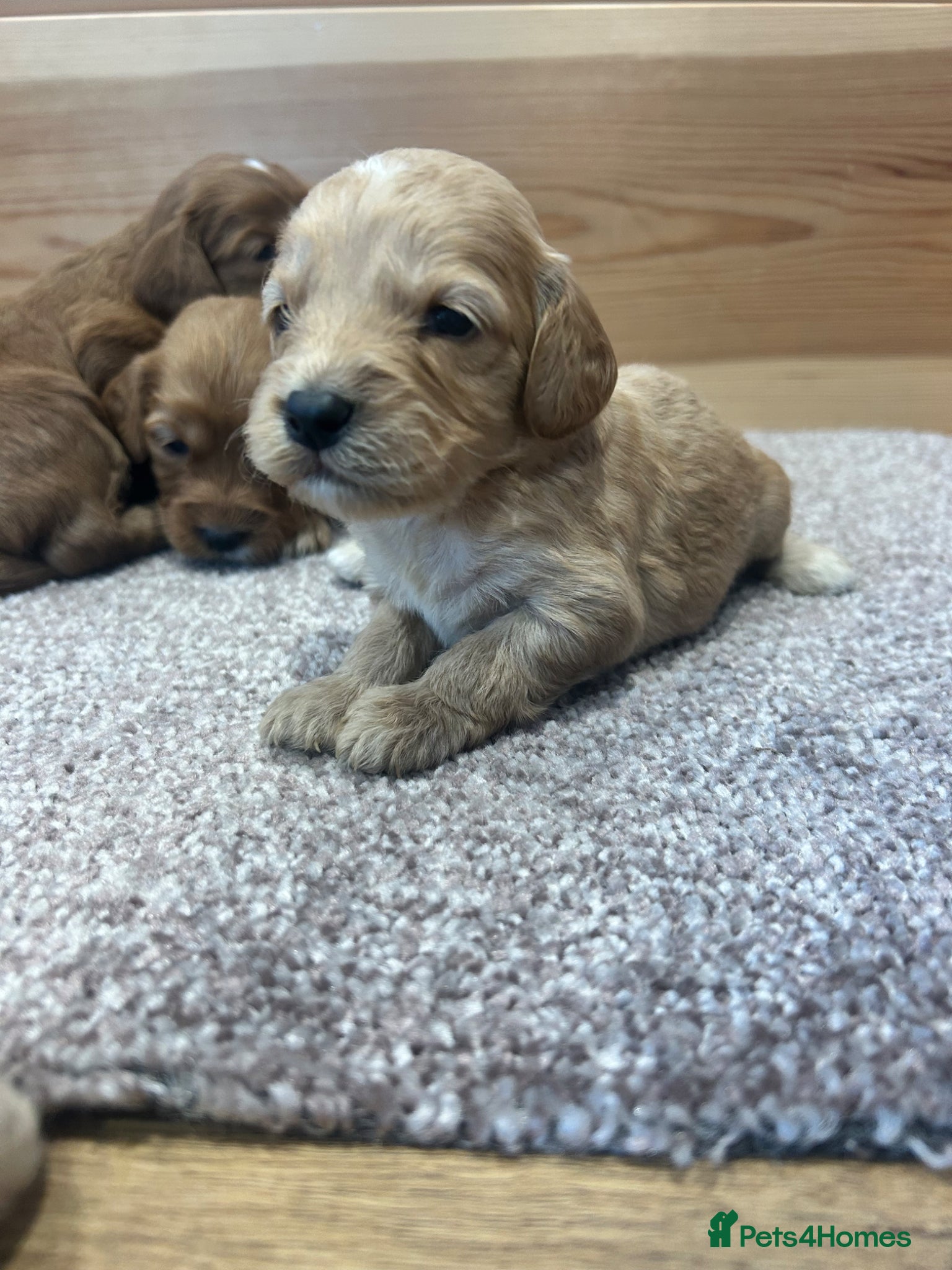 Cockapoo dogs for sale: F1 cockapoo puppies  - Advert 1