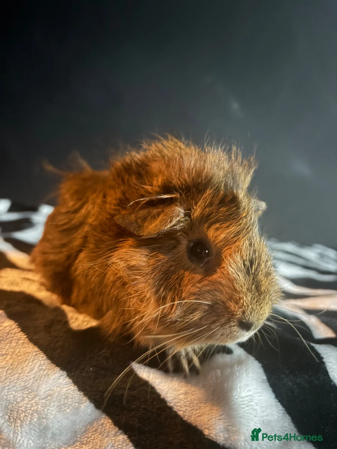 Guinea Pig rodents for sale: two female guinea pigs  - Advert 2