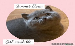 British Shorthair cats for sale: 🌸 Champion GCCF British Shorthair’s 🌸 - Image 15