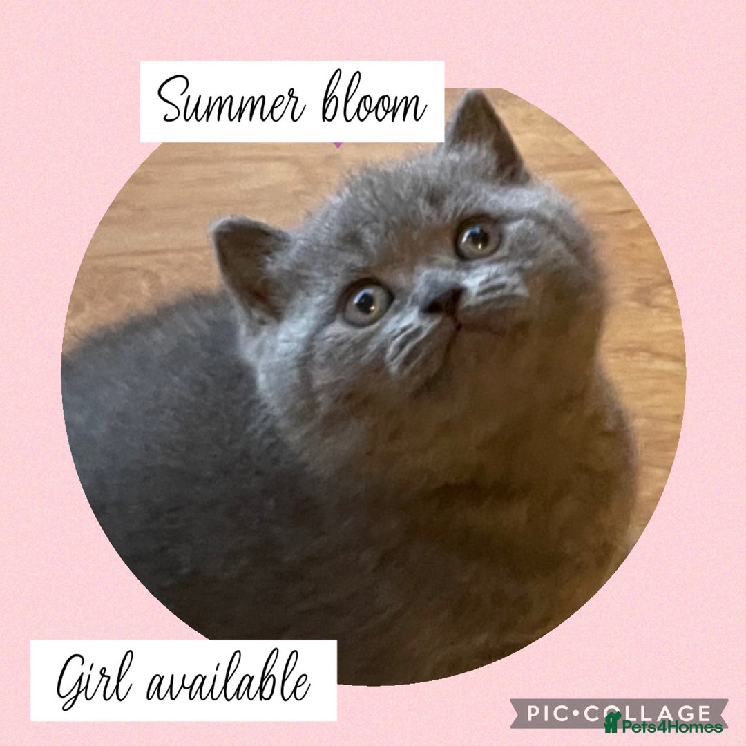 British Shorthair cats for sale: 🌸 Champion GCCF British Shorthair’s 🌸 - Image 15