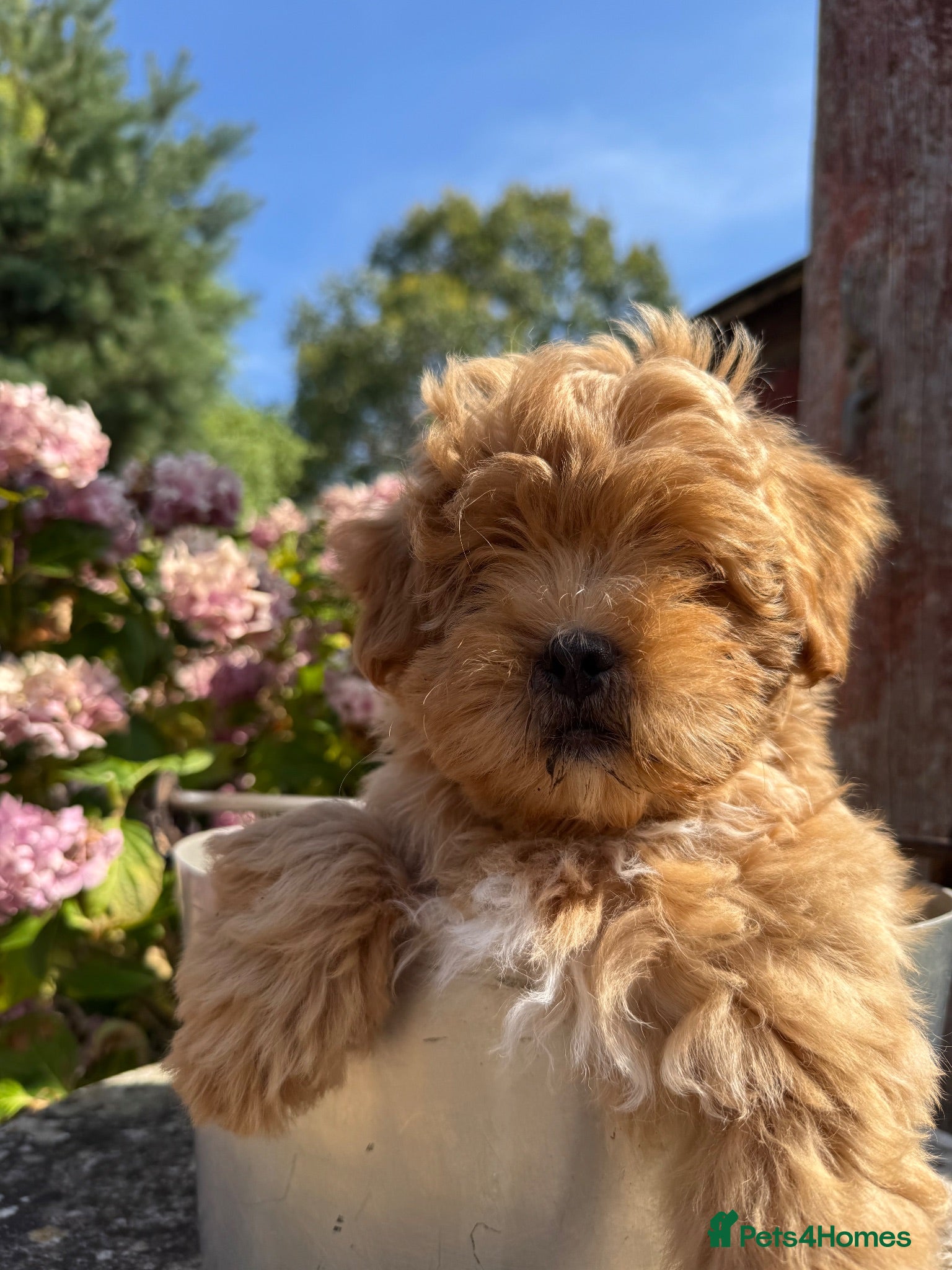 Lhasapoo dogs Lhasa apso cross toy poodle puppies for sale  - Advert 1