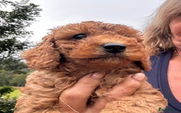 Cockapoo dogs for sale: Lovely litter cockapoo  - Image 31