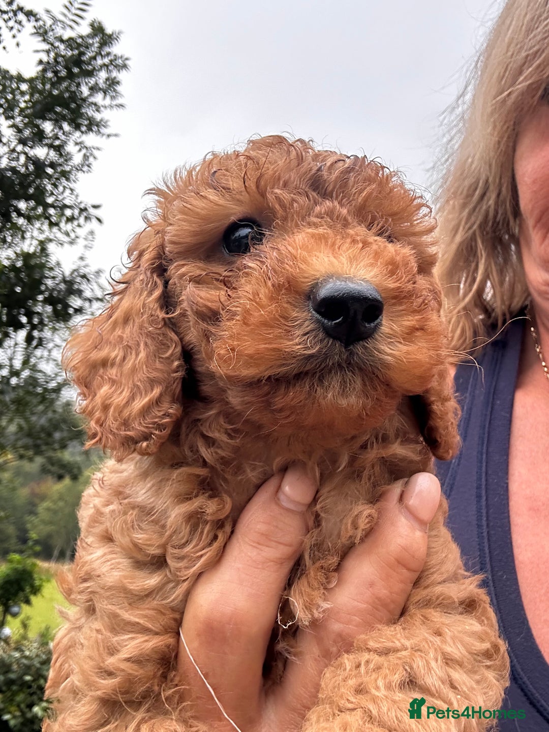 Cockapoo dogs for sale: Lovely litter cockapoo  - Image 31