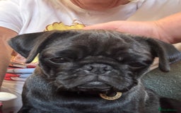 Pug dogs for sale: Polly pocket  - Image 2