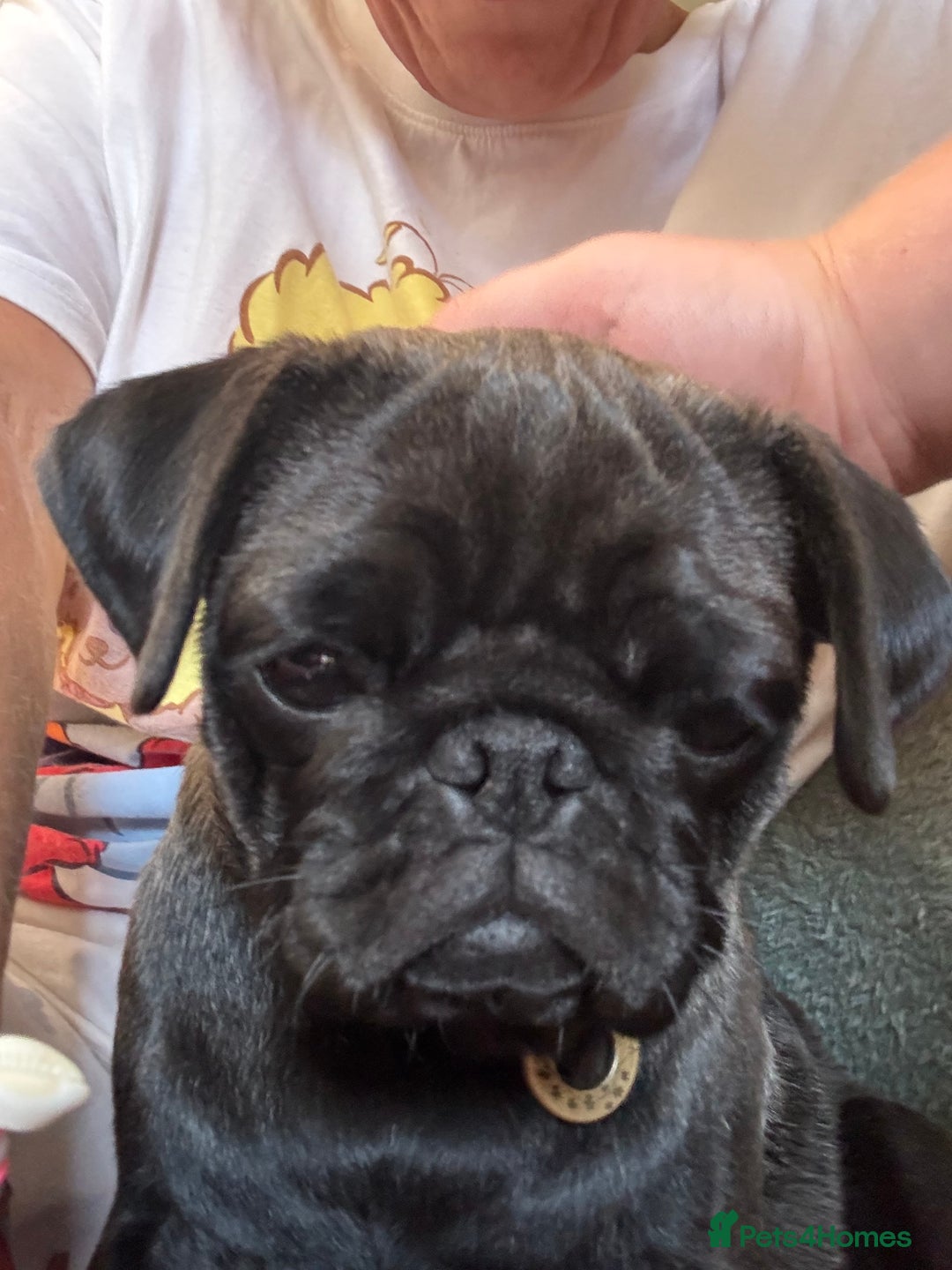 Pug dogs for sale: Polly pocket  - Image 2