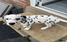 Dalmatian dogs for sale: Dalmatian puppies for sale  - Image 12